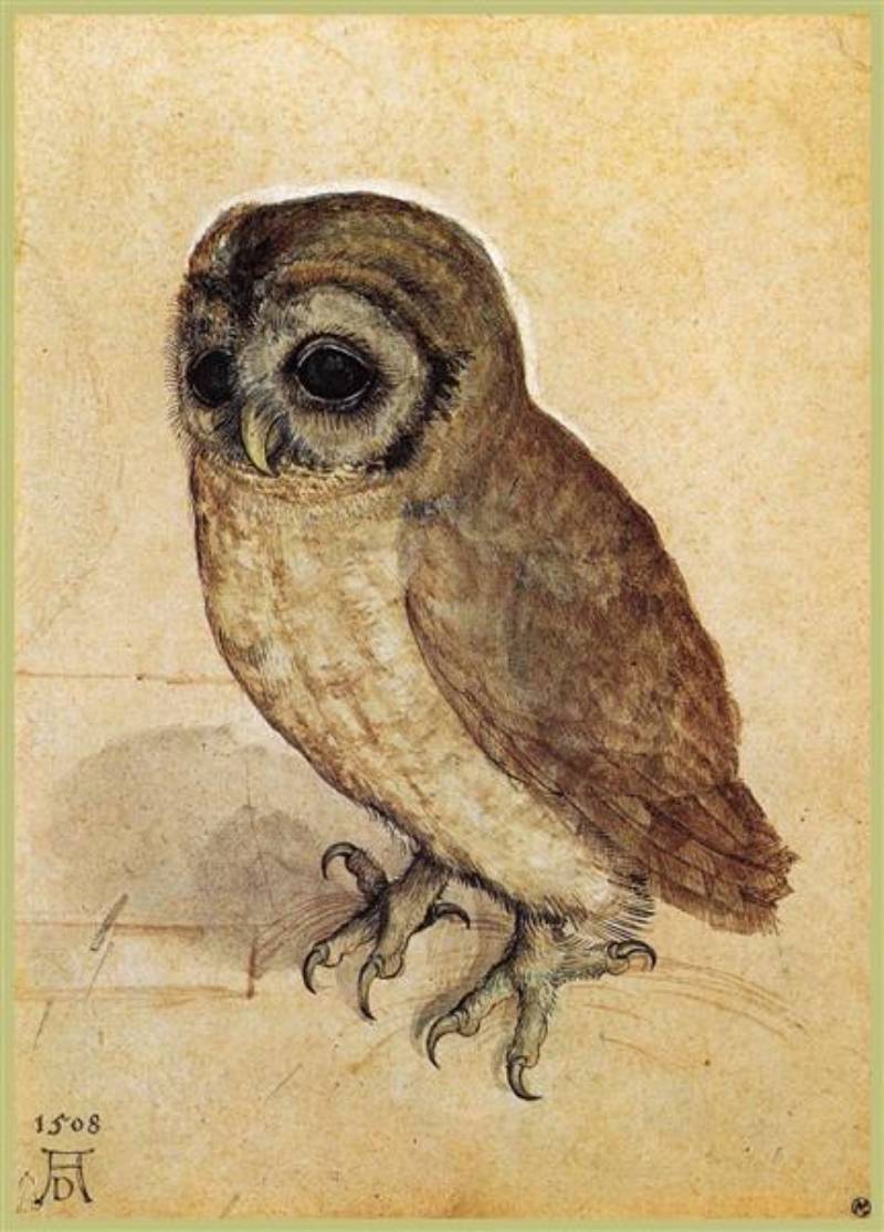 Little Owl by Albrecht Durer (1506)