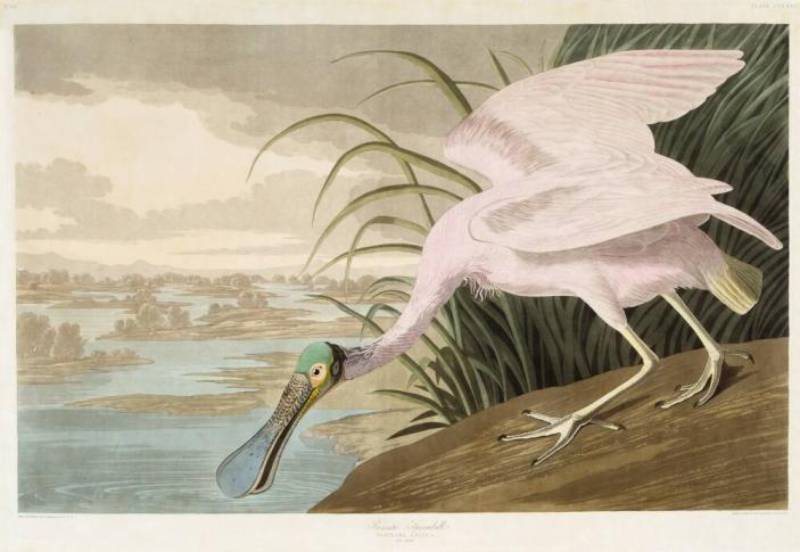 Roseate Spoonbill by John James Audubon (1830s)