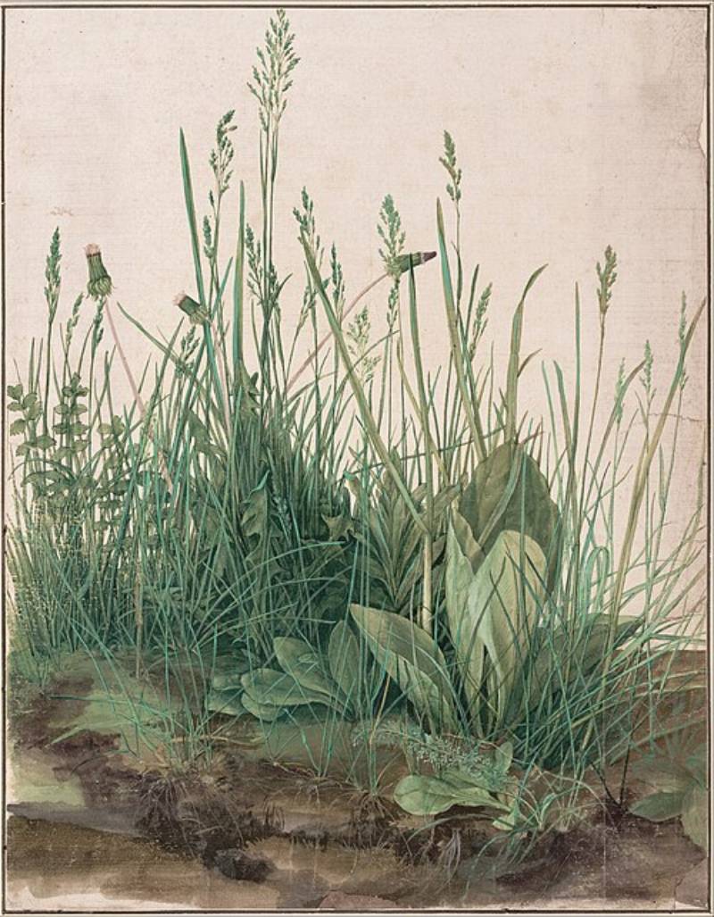 The Large Piece of Turf by Albrecht Durer