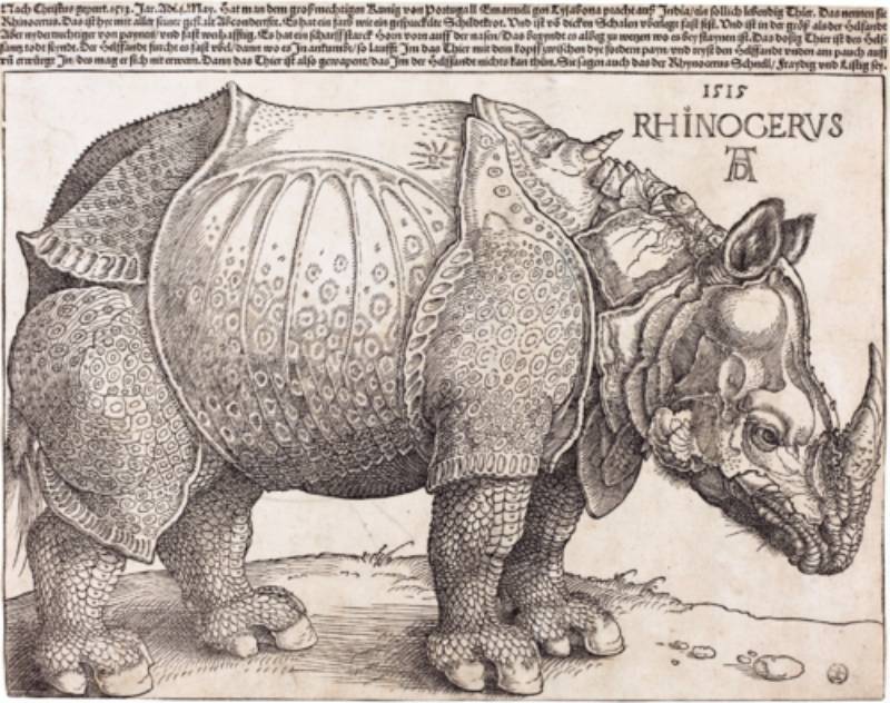 The Rhinoceros by Albrecht Dürer